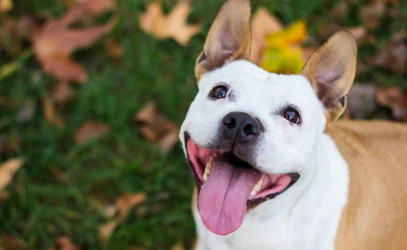 A happy dog outdoors on the grass